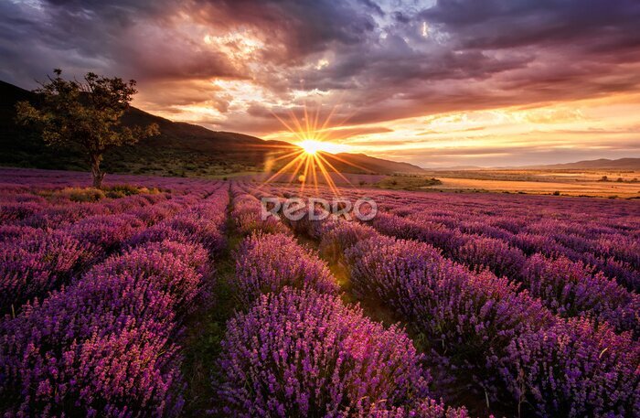 Poster Spectaculaire zonsondergang boven de lavendel