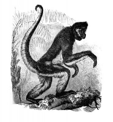 Poster Spider monkey in the old book Encyclopedic dictionary by A. Granat, vol. 6, S. Petersburg, 1894