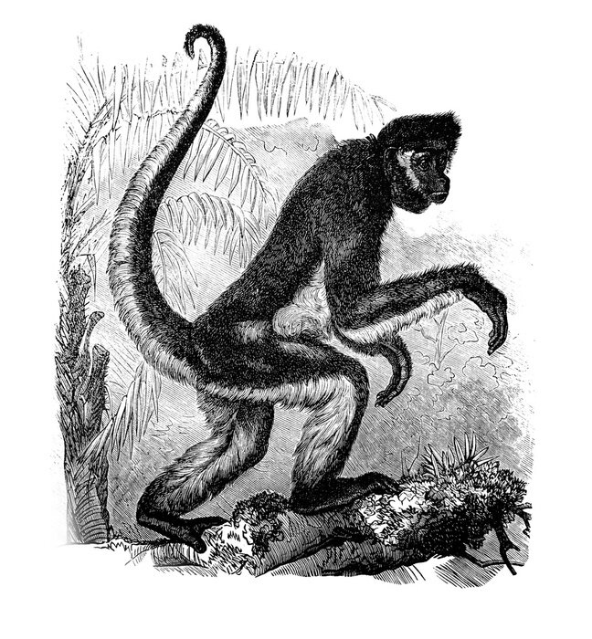 Poster Spider monkey in the old book Encyclopedic dictionary by A. Granat, vol. 6, S. Petersburg, 1894