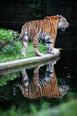 Spiegelbeeld van een tijger