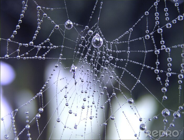 Poster Spinneweb in de dauw