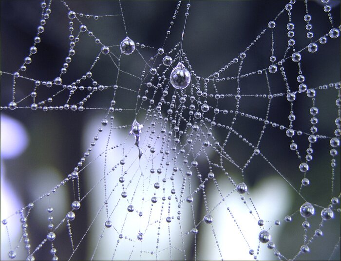 Poster Spinneweb in de dauw