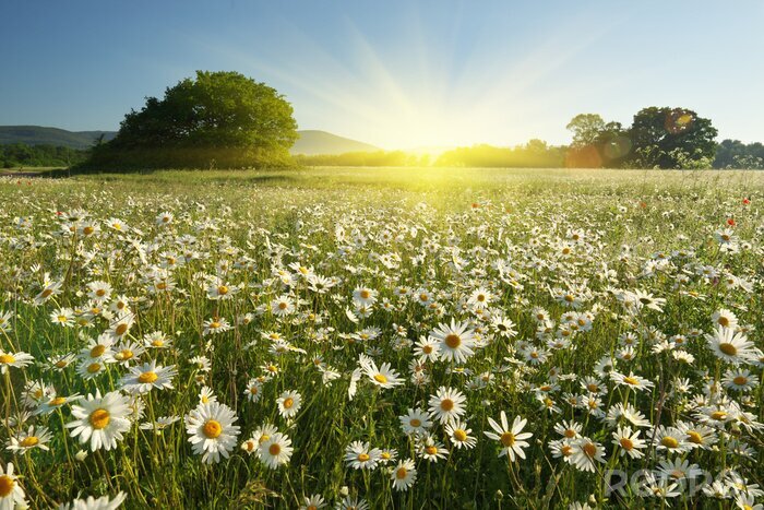 Poster Spring daisy flowers  in meadow.
