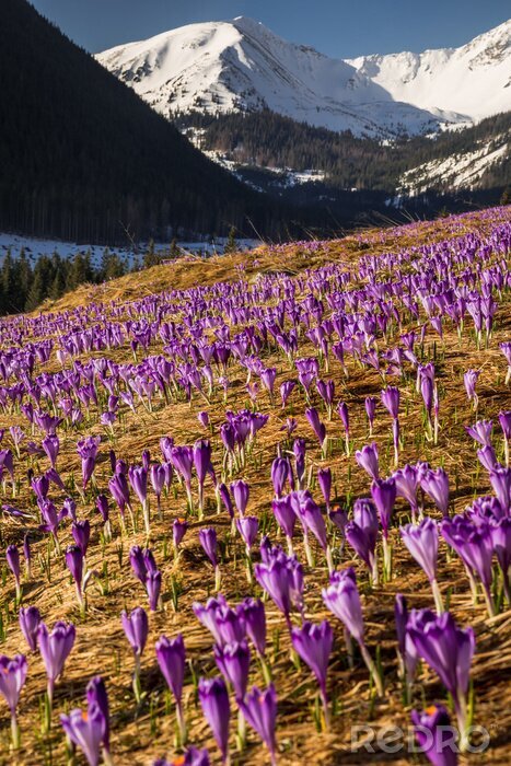 Poster Spring in Tatry Mountains in Poland. Crocuses in meadows and snow in mountains.
