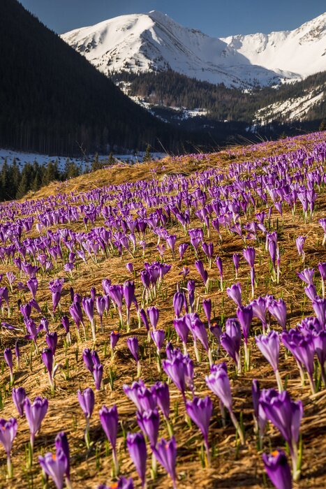 Poster Spring in Tatry Mountains in Poland. Crocuses in meadows and snow in mountains.