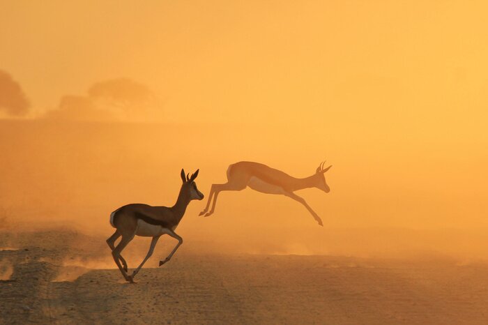 Poster Springbok Antelope - Golden Sunset Wildlife Silhouettes