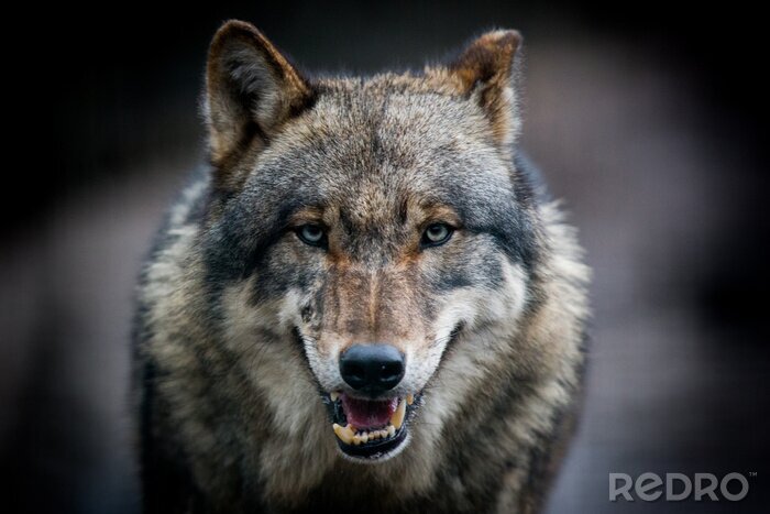 Poster Starende wolf