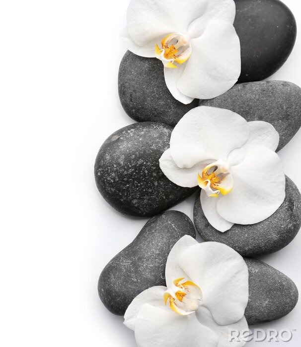 Poster Stenen en orchidee met witte bloemblaadjes