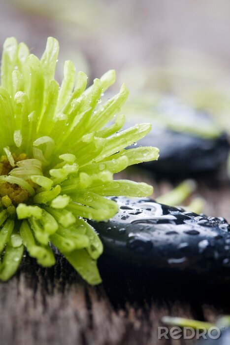 Poster Stenen met water druppels