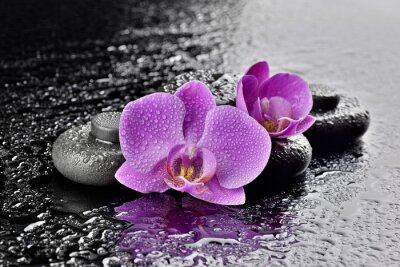 Sticker Storczyki z kamieniami bazaltowymi