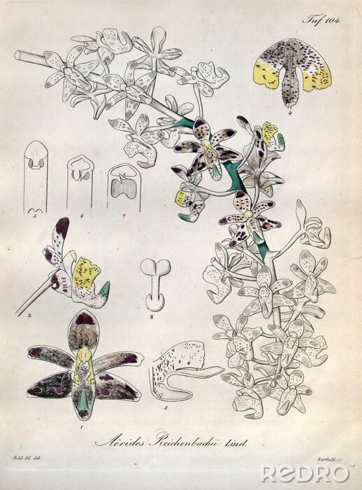 Poster Structuur van een orchidee in een botanische tekening