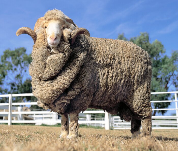 Poster Stud Merino ram op op een boerderij in Australië.
