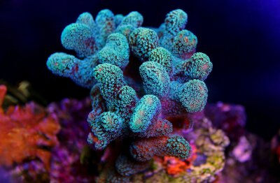 Stylophora kleurrijk SPS-koraal in het aquarium van het zeewateraquariumrif