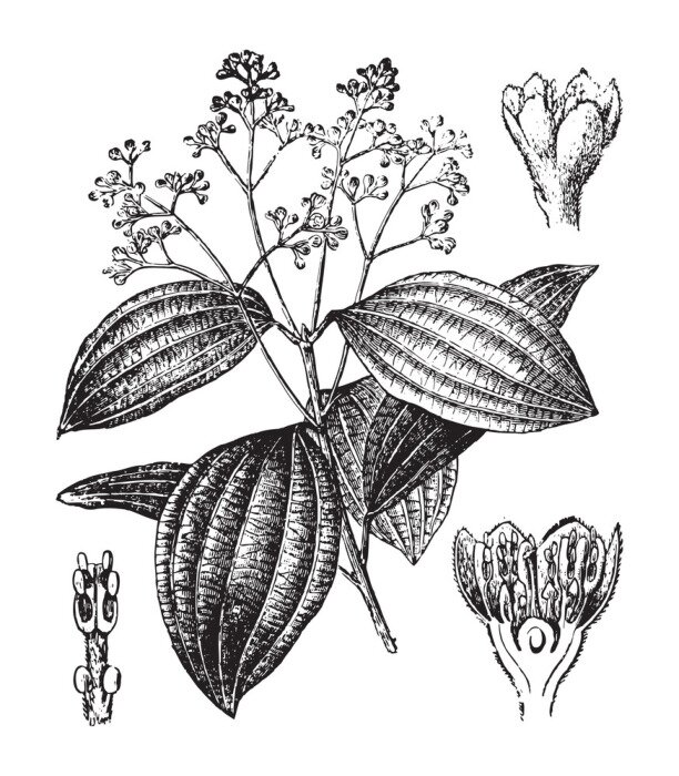 Poster Subtiele illustratie van een krans van citroentakjes