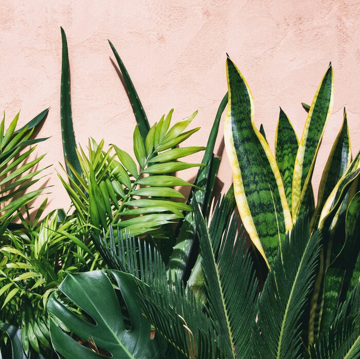 Poster Summer tropical urban garden concept