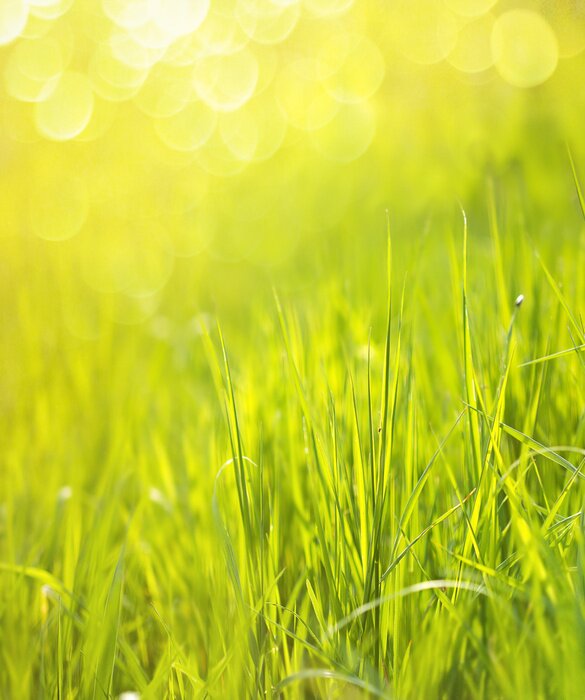 Poster Sunny spring green grass background with bokeh
