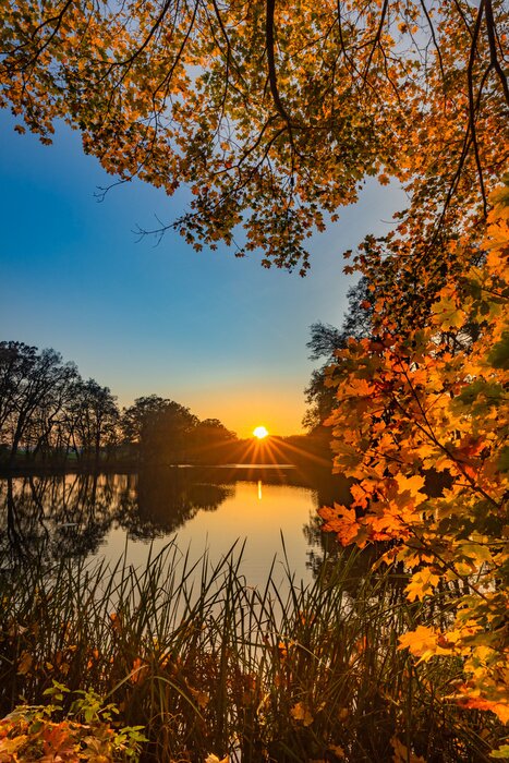 Poster Sunset fall landscape at lake with colorful leaves on tree