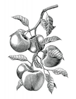 Poster Tak van een appelboom met vruchten schets