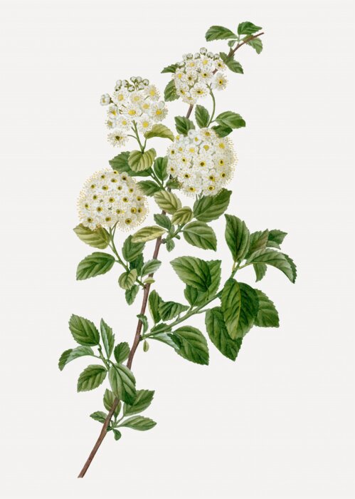 Poster Takjes van pruimen en abrikozen naast elkaar