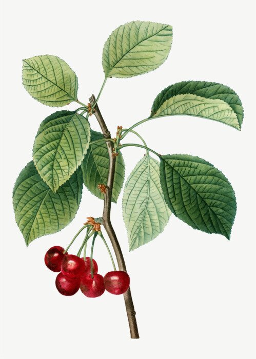 Poster Tawuła wiązolistna takje met bloemen