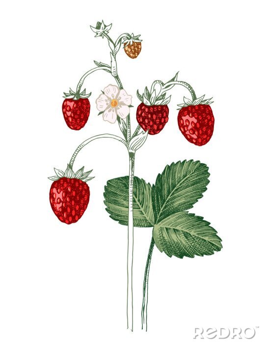Poster Tekenen met een tak aardbeien