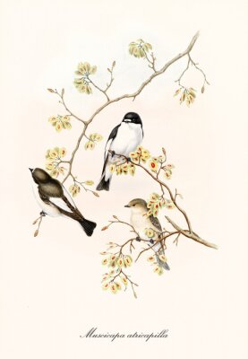 Poster Tekenen met vogels zittend op takken bedekt met bloemen