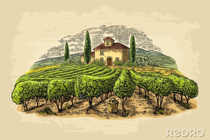 Poster Tekening met wijngaard in Toscane
