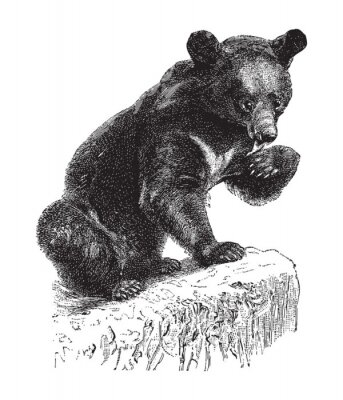 Poster Tekening van een beer die aan zijn poot likt