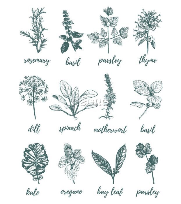 Poster Tekening van gesigneerde kruiden