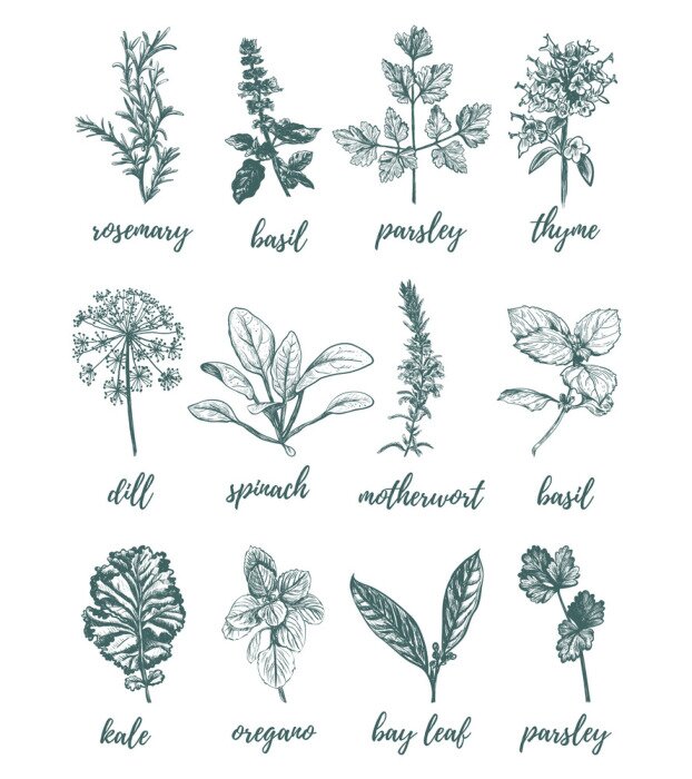 Poster Tekening van gesigneerde kruiden
