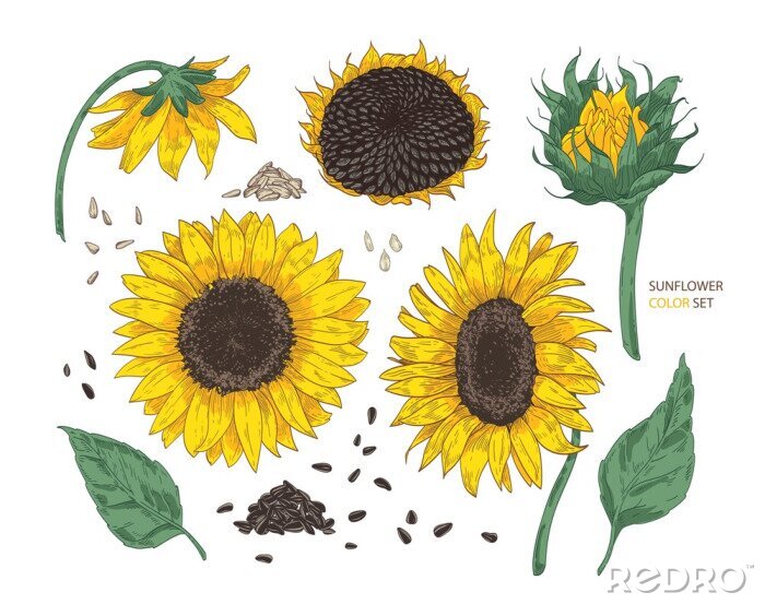 Poster Tekening van rijpe zonnebloemen met zaden
