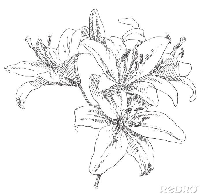 Poster Tekening van vier bloemen