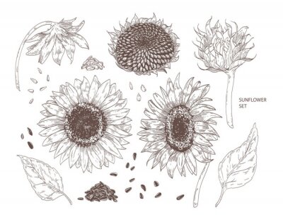 Poster Tekening zonnebloemen bloem structuur