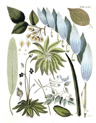Poster Tekeningen van planten en knoppen op een witte achtergrond