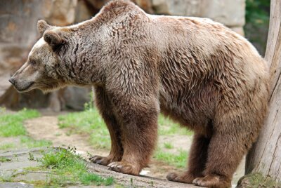Poster The grizzly bear also known as the silvertip bear, the grizzly, or the North American brown bear, is a subspecies of brown bear that generally lives in the uplands of western North America.