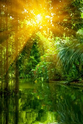 Poster The wild nature. Beautiful landscape of  tropical forest and river under shining sunlight.