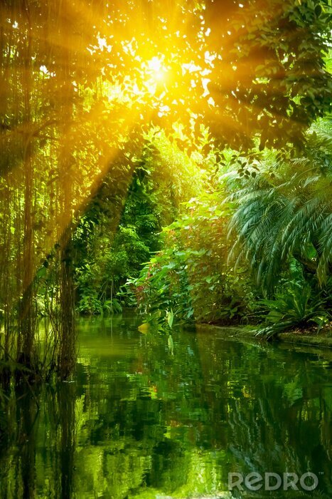 Poster The wild nature. Beautiful landscape of  tropical forest and river under shining sunlight.