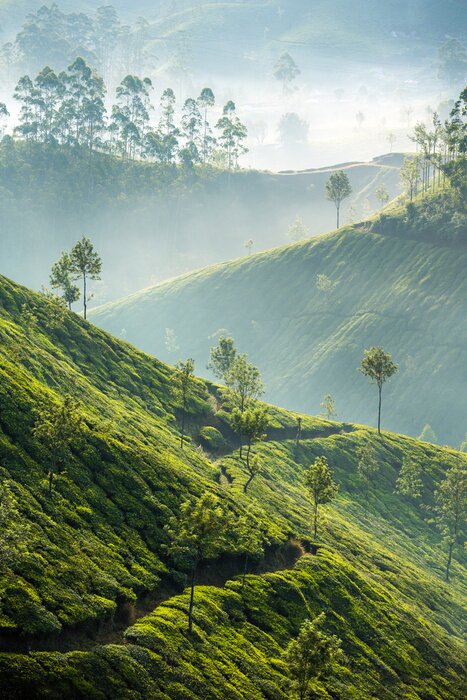 Poster Theeplantages in Munnar, India