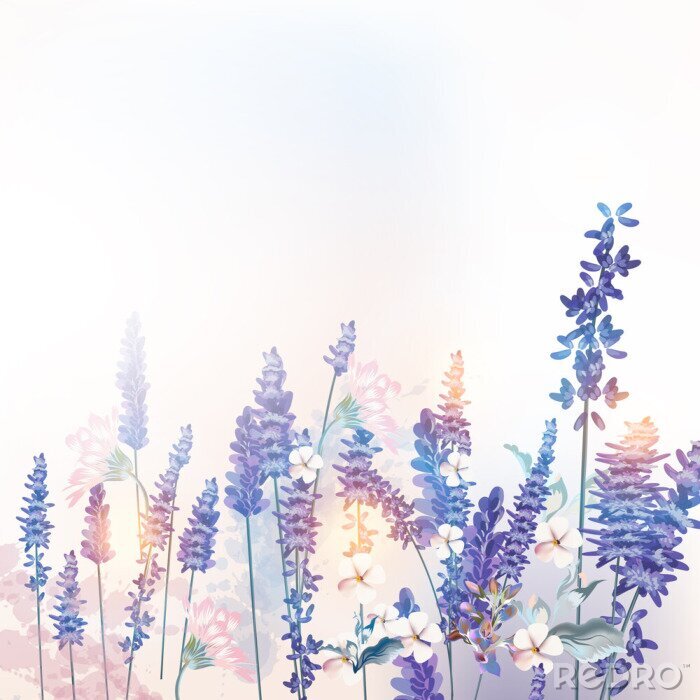 Poster Thema van lavendel en wilde bloemen in de ochtend