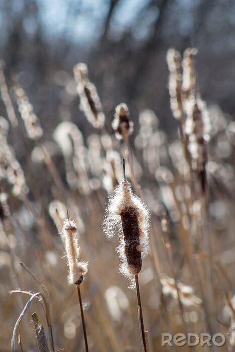 Poster Thickets of cattails in early spring against the background of trees. Fluffy cattail. The contour.