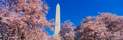This is the Washington Monument set at the center amongst the spring cherry blossoms.