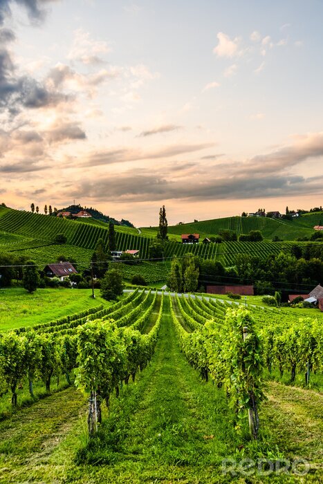 Poster Toscaanse heuvels met wijngaarden