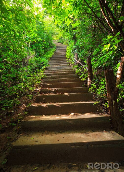 Poster Trap naar het bos