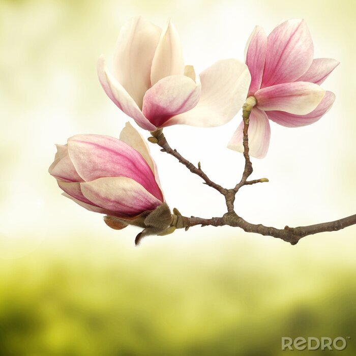 Poster Trendy roze magnolia