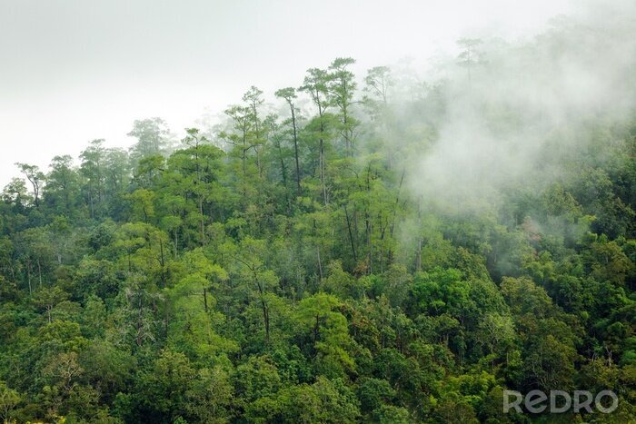 Poster Tropen gehuld in de mist
