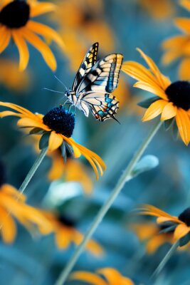 Poster Tropical bright butterfly on an orange flower in a summer magic garden. Summer natural artistic image.