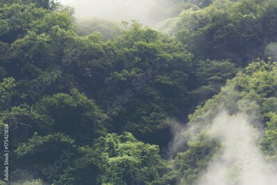 Tropisch bos in het mistige natuurlijke landschap