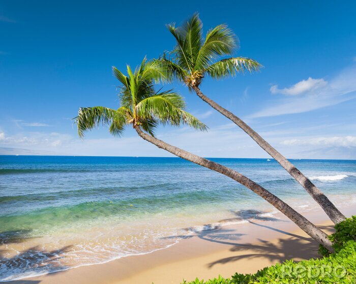 Poster Tropisch en zonnig strand