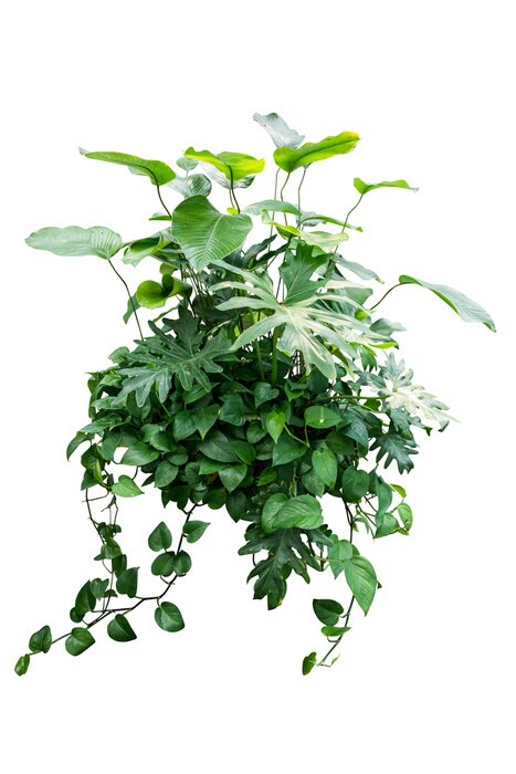 Poster Tropische bladeren die een boeket vormen