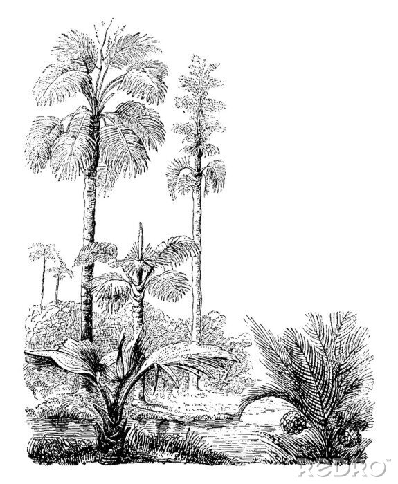 Poster Tropische bomen schets in zwart-wit